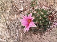 Mammillaria sheldonii