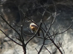 Monticola rupestris