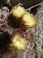 Eriosyce iquiquensis