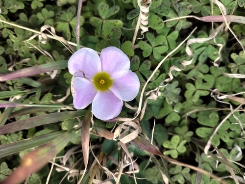Purple woodsorrel