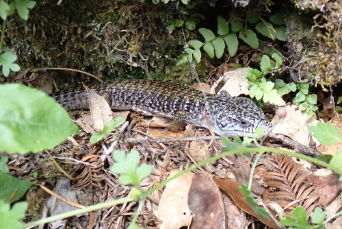 iNaturalist observation photo of Northern Alligator Lizard