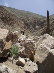 Eriosyce iquiquensis