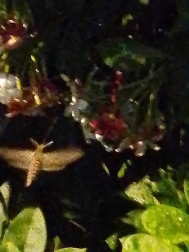 Convolvulus Hawkmoth