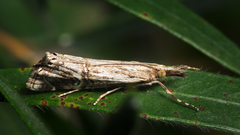 Hednota longipalpella