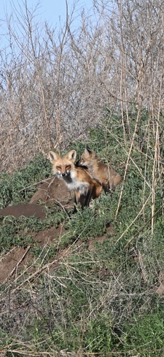 Red Fox