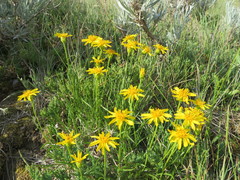 Stenotus armerioides