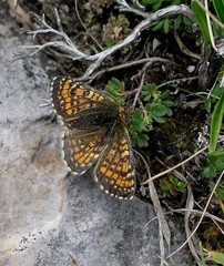 Melitaea arcesia