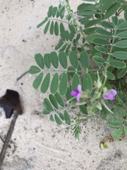 Tephrosia cinerea