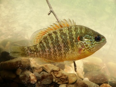 Lepomis peltastes