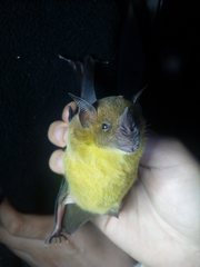 Phyllostomus discolor