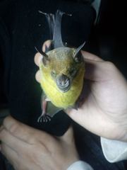 Phyllostomus discolor