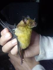 Phyllostomus discolor