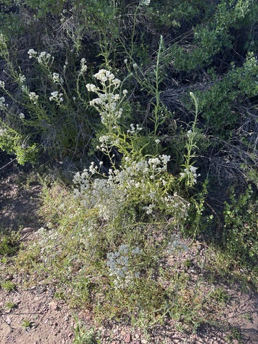 iNaturalist observation photo of California cudweed