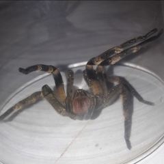 Phoneutria nigriventer