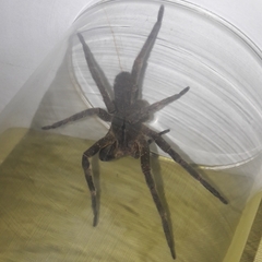 Phoneutria nigriventer