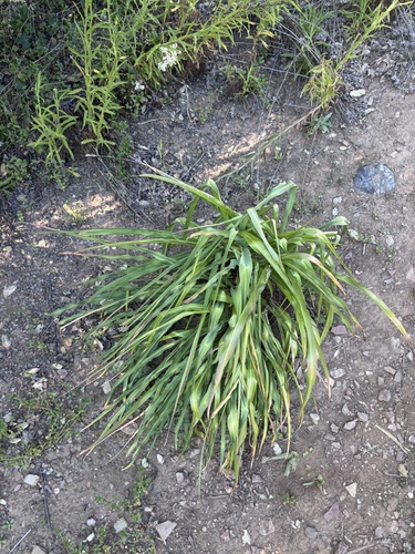 iNaturalist observation photo of wavy-leafed soap plant