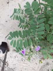 Tephrosia cinerea