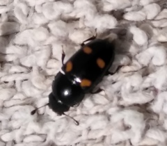 Glischrochilus hortensis