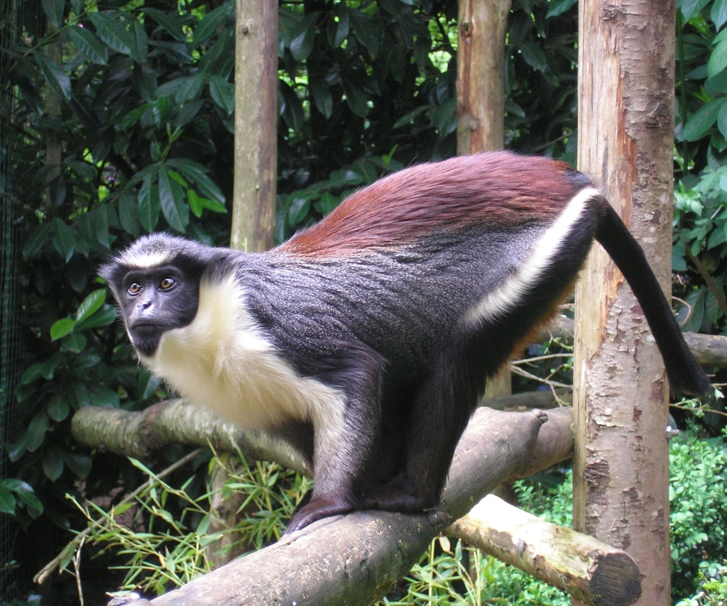 Diana Monkey