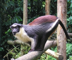 Diana Monkey photo 3