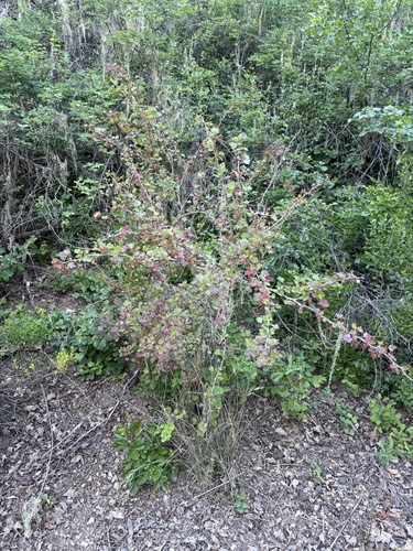 iNaturalist observation photo of currants and gooseberries