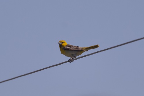 Bullock's Oriole