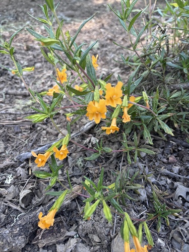 iNaturalist observation photo of orange bush monkeyflower