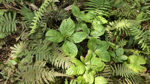 Chloranthus oldhamii, photograph 6