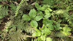 Chloranthus oldhamii, photograph (c) 葉淑蓮, some rights reserved (CC BY)