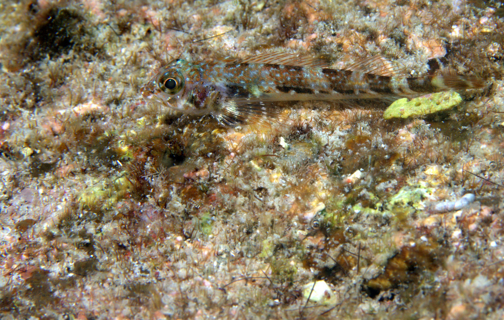 Delicate Triplefin