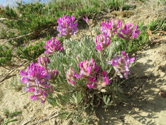 Oxytropis besseyi