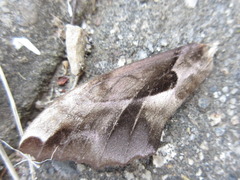 Phyllosphingia dissimilis