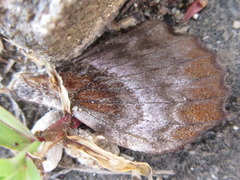 Phyllosphingia dissimilis