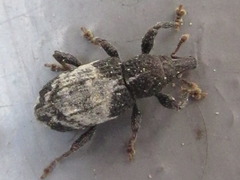 Pimelocerus elongatus