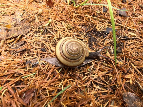 Karaftohelix maackii