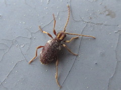 Ptinus japonicus
