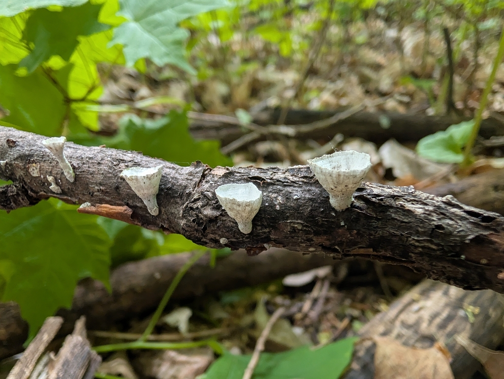 little nest polypore · May 2026 · photo: Photo: no rights reserved · iNaturalist