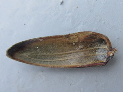 Lamiomimus gottschei