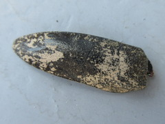 Lamiomimus gottschei