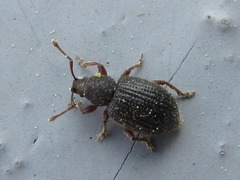 Yunakovius orientalis