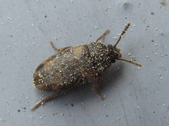Mycetophagus