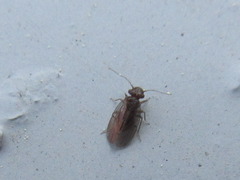 Ectopsocopsis cryptomeriae