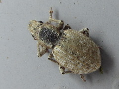 Meteutinopus mongolicus