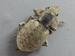Meteutinopus mongolicus
