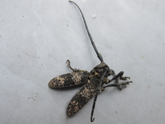 Lamiomimus gottschei