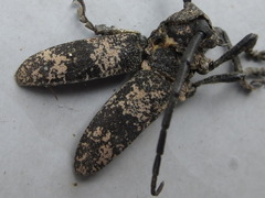 Lamiomimus gottschei