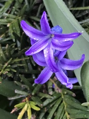 Hyacinthus orientalis