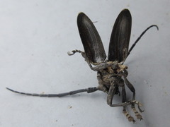 Lamiomimus gottschei