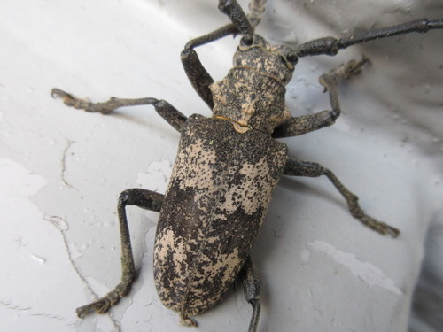 Lamiomimus gottschei Kolbe, 1886