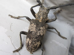 Lamiomimus gottschei